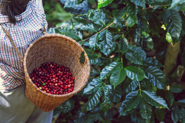 istock Red coffee beans in the basket 1936838373