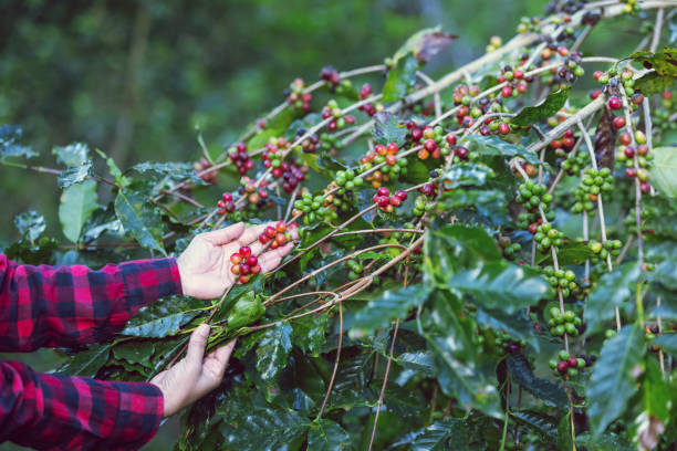 istock Timing of Harvest coffee red cherry 1936838877