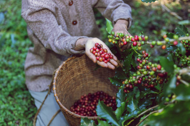 istock Coffee bean harvest is a crucial stage in the coffee production process that involves the selective picking or harvesting of ripe coffee cherries from coffee plants. 1936838880