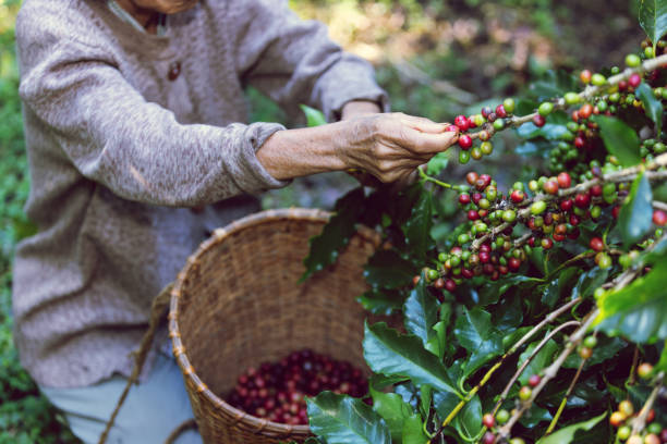 istock Coffee bean harvest is a crucial stage in the coffee production process that involves the selective picking or harvesting of ripe coffee cherries from coffee plants. 1936838885