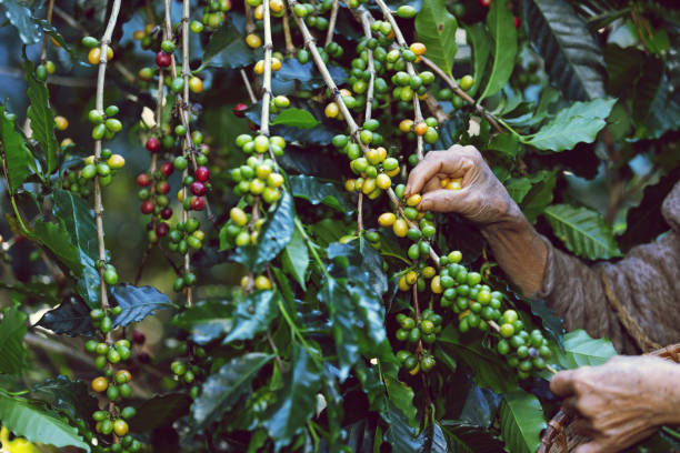 istock Coffee bean harvest is a crucial stage in the coffee production process that involves the selective picking or harvesting of ripe coffee cherries from coffee plants. 1936838886