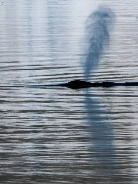 удар горбатого кита в восточной гренландии. - albert schweitzer стоковые фото и изображения