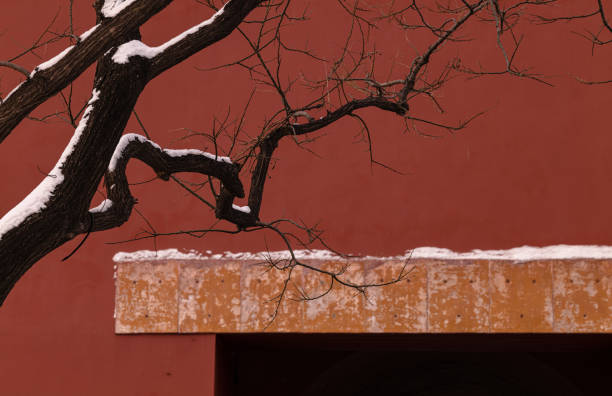 Bare tree against red wall with snow. Forbidden City, Beijing, China