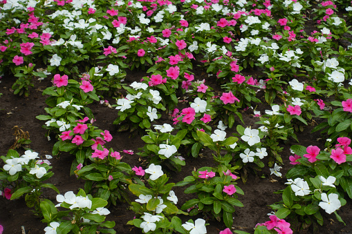 A lot of pink and white flowers of Catharanthus roseus in July