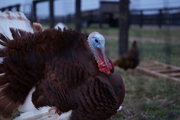 istock Impressive turkey in a lush, verdant field 1936869948