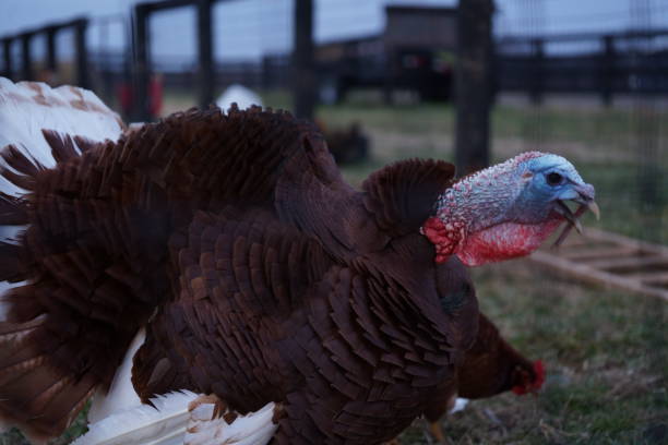 istock Impressive turkey in a lush, verdant field 1936869957