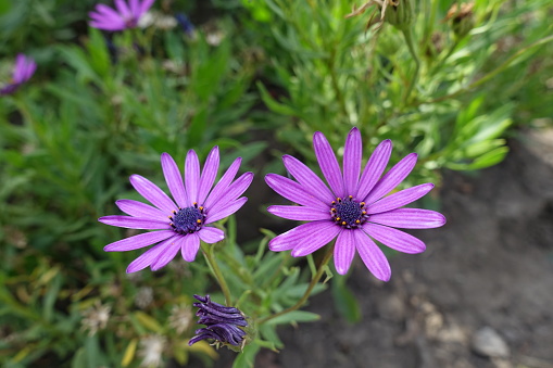 Two purplish pink flowers of African daisy in mid September