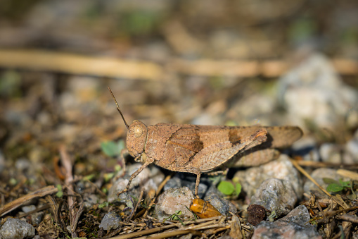 A Blue Winged Grasshopper (Oedipoda caerulescens) sitting on the ground, sunny day in summer, Vienna (Austria)