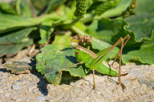 A green grasshopper (Bicolorana bicolor) sitting on the ground, sunny day in summer in Vienna (Austria)
