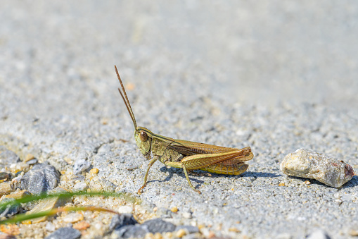 A small grasshopper (Chorthippus dorsatus) sitting on the ground, sunny day in Summer, Vienna (Austria)