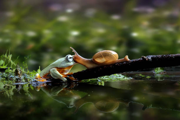 istock Frog and snail a true friend 1936877924