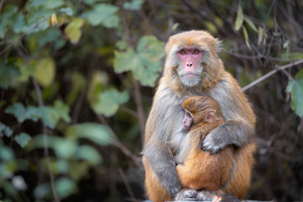 istock Mommy monkey and her baby 1936878376