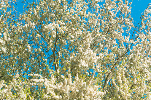 White Poplar catkins (Populus alba) in bloom in spring, selective focus