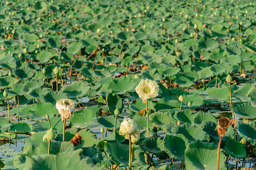 Panoramic of blooming Lotus flower on Green blurred background.Colorful water lily or lotus flower Attraction in the pond. Lotus flower plants in garden pond.