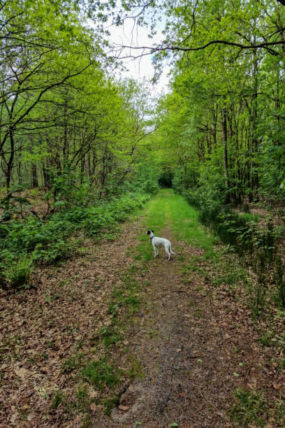 istock Little dog on track in Footpath in deciduous forest 1936917438