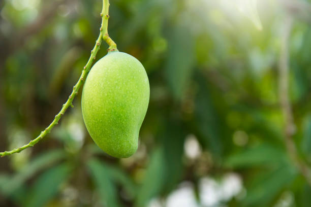 istock Closeup of green mango hanging,mango field,mango farm. 1936927819