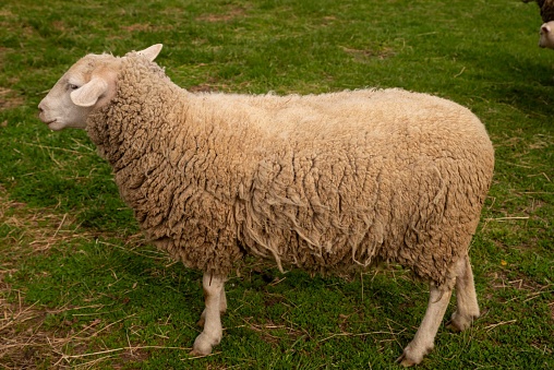 Heritage breed sheep with thick fluffy wool coat standing in a green grass field with no people. Pastoral scene.