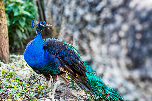 Peacocks, like many birds, have a remarkable ability to perch and balance on various surfaces, including rocks. When a peacock stands on a rock, it typically extends its legs and uses its strong and flexible toes to grip the uneven surface. The peacock's toes have specialized structures, such as scales and claws, that provide traction and stability.