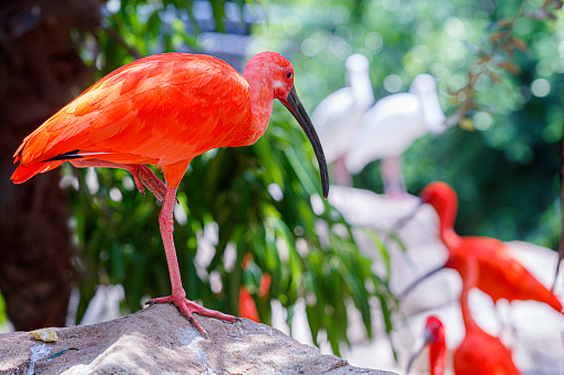 Scarlet Ibis (Eudocimus ruber)  or Red Ibis, with other birds in the background.
