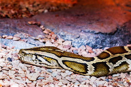 The corn snake (Pantherophis guttatus), sometimes called red rat snake, is a species of North American rat snake in the family Colubridae. The species subdues its small prey by constriction.