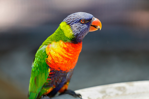 Rainbow Lorikeet (Trichoglossus moluccanus) perching on a water dish.