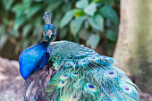 Peacock  (Pavo cristatus)