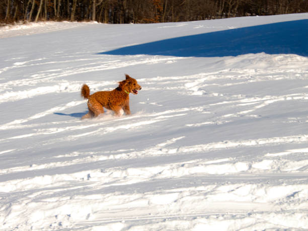 Woman in yellow parka with fur hood walking and playing with dog in city in winter day