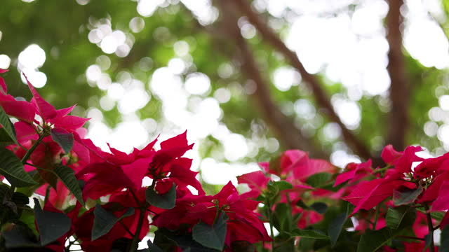 Poinsettia flowers and green leaves.