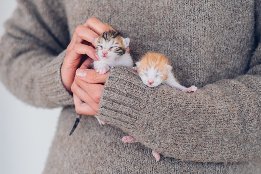 Female hands carefully hold newborn blind sleeping kittens. Cozy sleeping domestic kittens