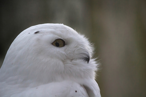 The Snowy Owl (Nyctea scandiaca) (Bubo scandiacus) is a large owl of the typical owl family Strigidae. The Snowy Owl was first classified in 1758 by Carolus Linnaeus