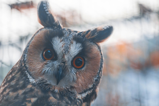 The long-eared owl, Asio otus, also known as the northern long-eared owl