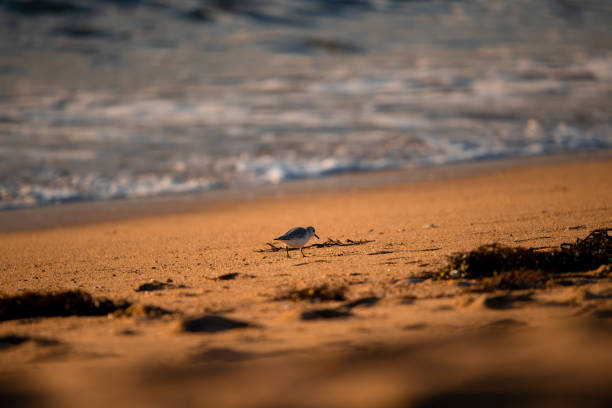 a lonely bird walk on the empty beach in the sunset