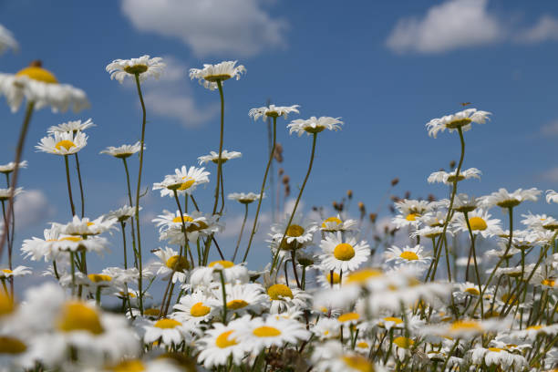 blooming daisies - foto de stock