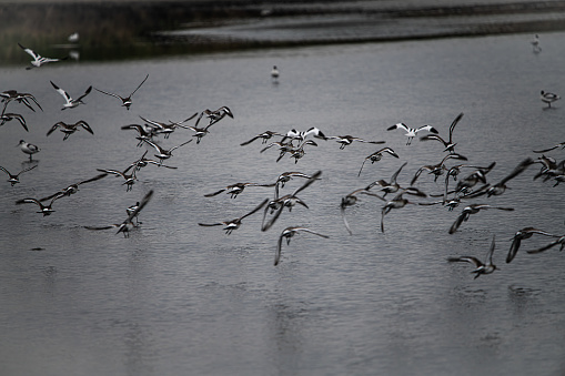 a flock of mixed birds flying away. with a swamp in the background