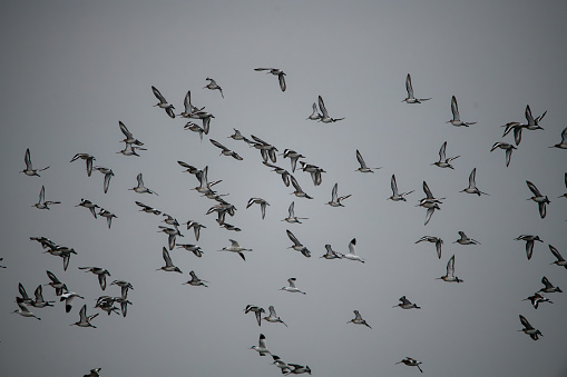 Huge flock of silhouetted Snipes Flying at dusk.