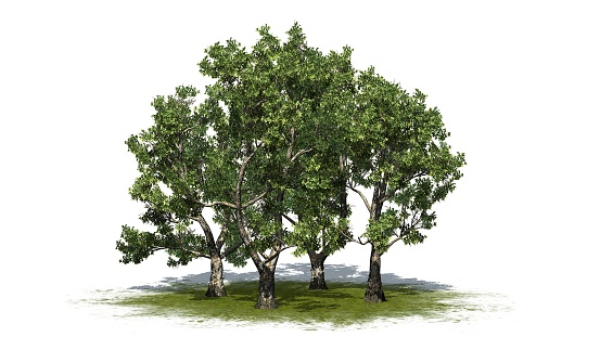 Group of London Plane trees - Platanus on green area with shadow on the floor - isolated on white background - 3D Illustration