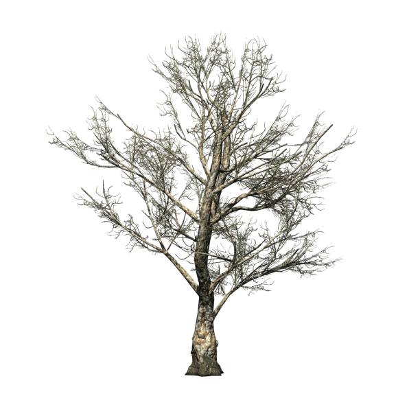 istock London Plane tree - Platanus in winter - isolated on white background 1936981965