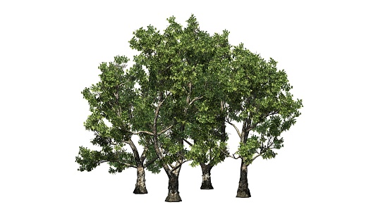 Group of London Plane trees - Platanus - isolated on white background - 3D Illustration