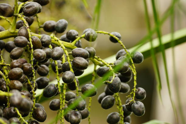 istock Close-up of Palm fruit - Arecaceae 1936984279