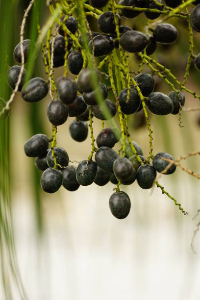 istock Close-up of Palm fruit - Arecaceae 1936984578