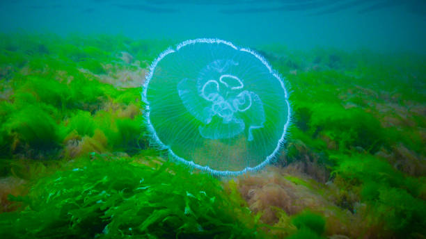 istock Moon jelly Aurelia aurita (moon jellyfish, common jellyfish) 1937002041