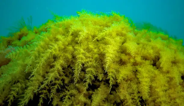 Photo of Black Sea, Hydroids Obelia, (coelenterates), Macrophytes Red and Green algae
