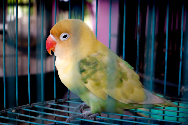 istock a love bird with beautiful colorful feathers in a cage 1937004161