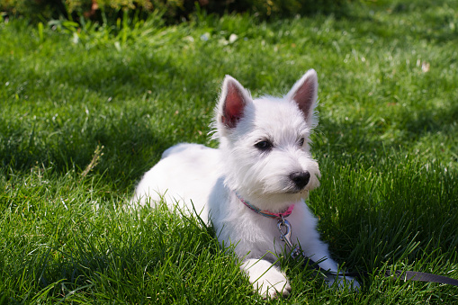 Cute West Highland White Terrier lies in the grass. High quality photo