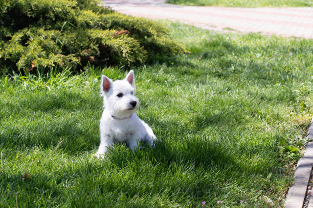 West Highland White Terrier on green grass. High quality photo