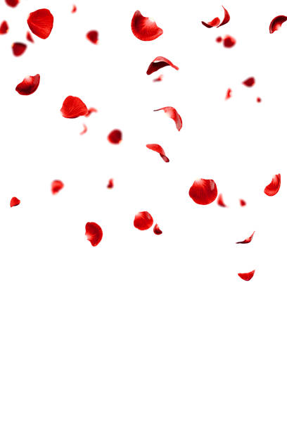 istock Red roses petals flying romantic overlay background 1937005756