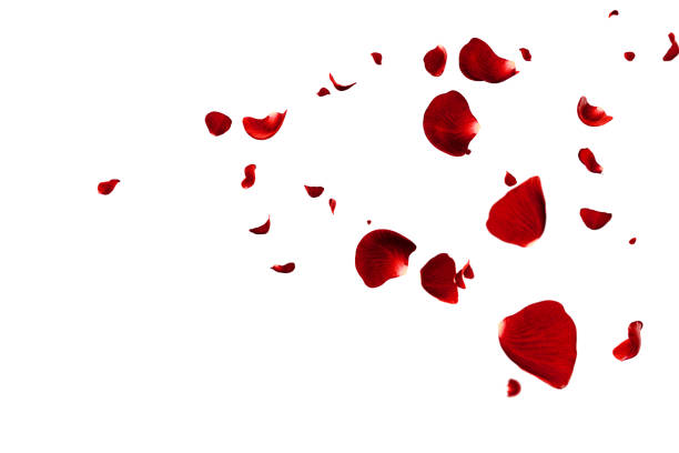 istock Red roses petals flying romantic overlay background 1937005758