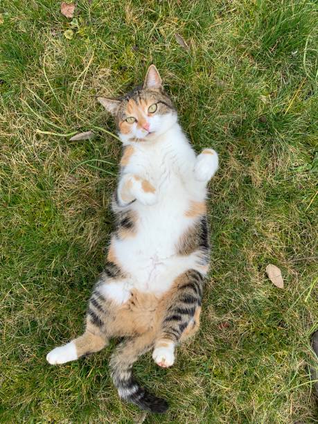 istock Tricolor Cat in the Grass 1937008994