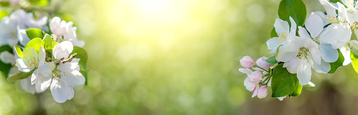 Apple blossom branch with dreamy bokeh. Sunny backdrop