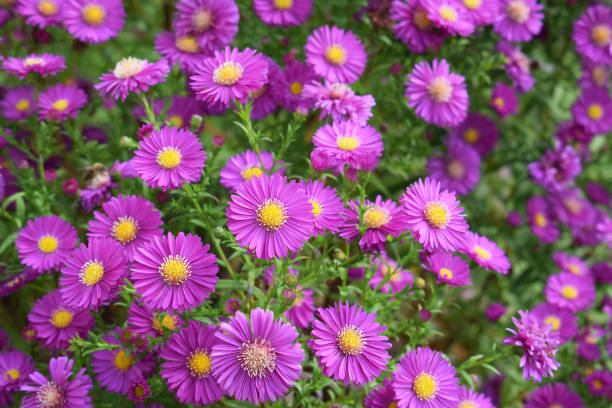 aster de outono florescente de cor rosa - 3695 - fotografias e filmes do acervo